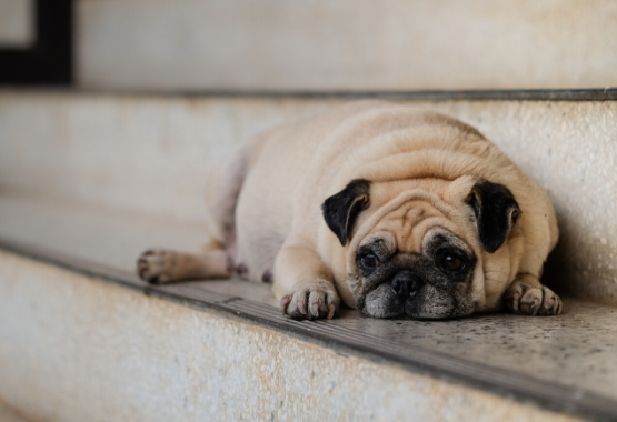 ANXIOUS DOG
