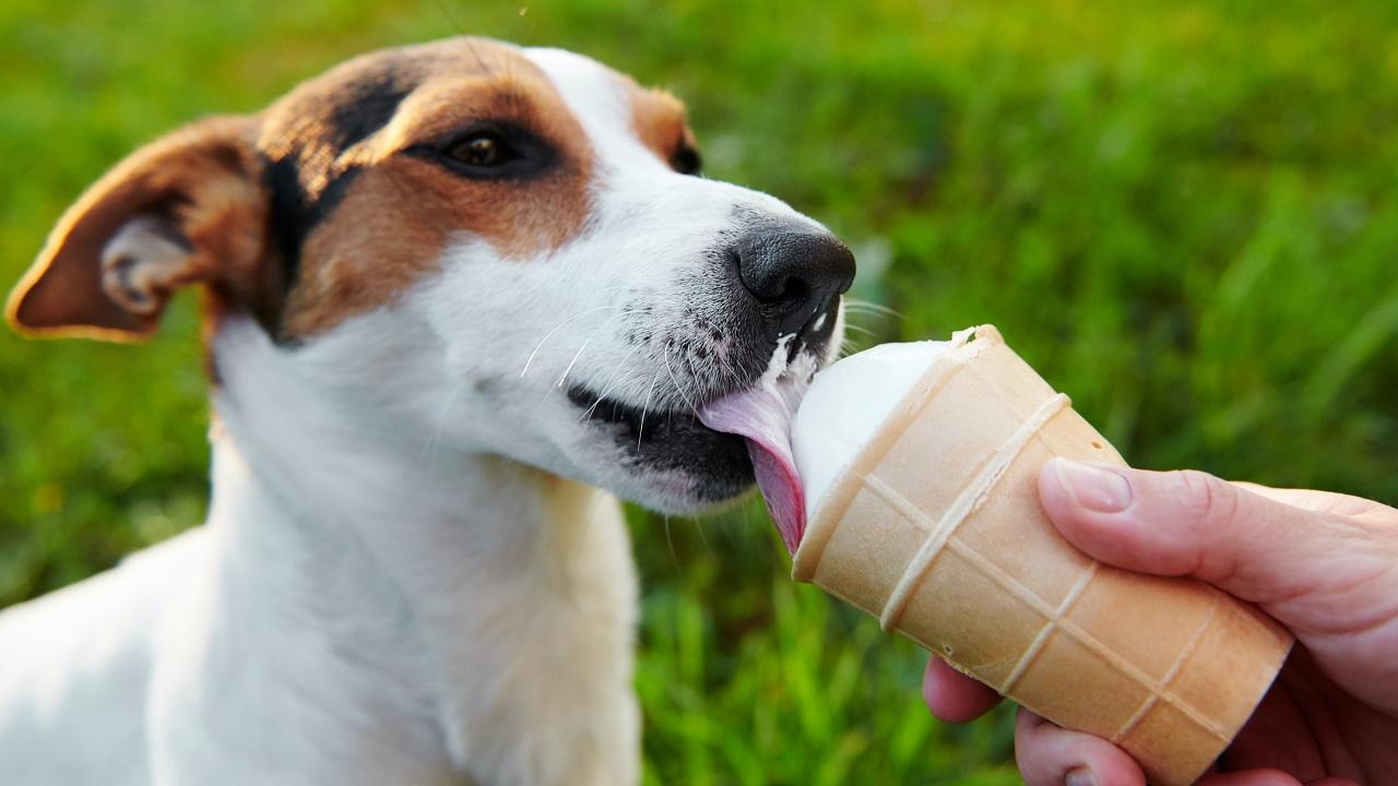 small dog breeds Jack Russell Terrier eats ice cream with hands