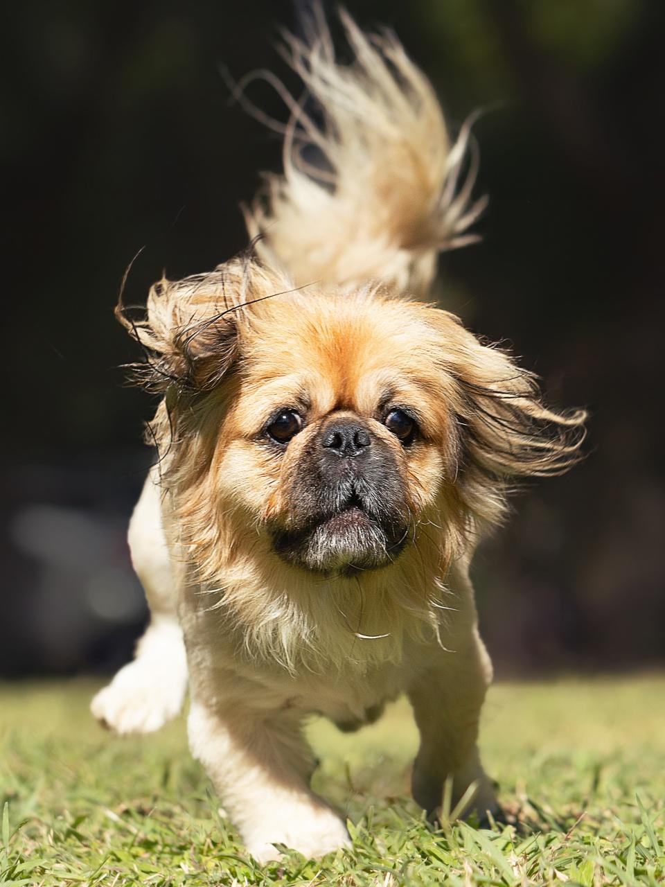 Pekingese dog