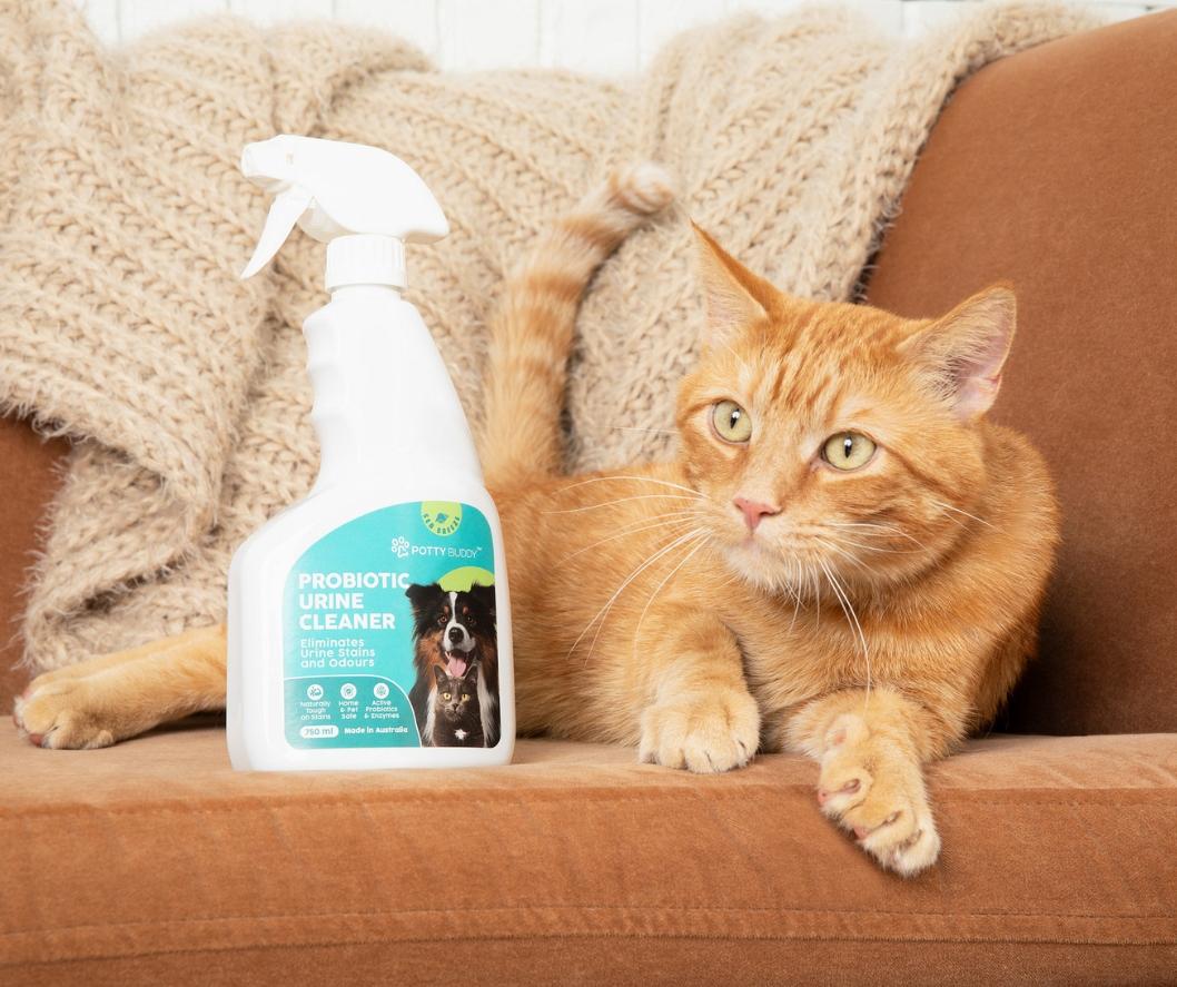Fluffy white and gray cat sitting on a couch next to a bottle of Potty Buddy Biological Stain and Odor Cleaner, showcasing its pet-safe formula.