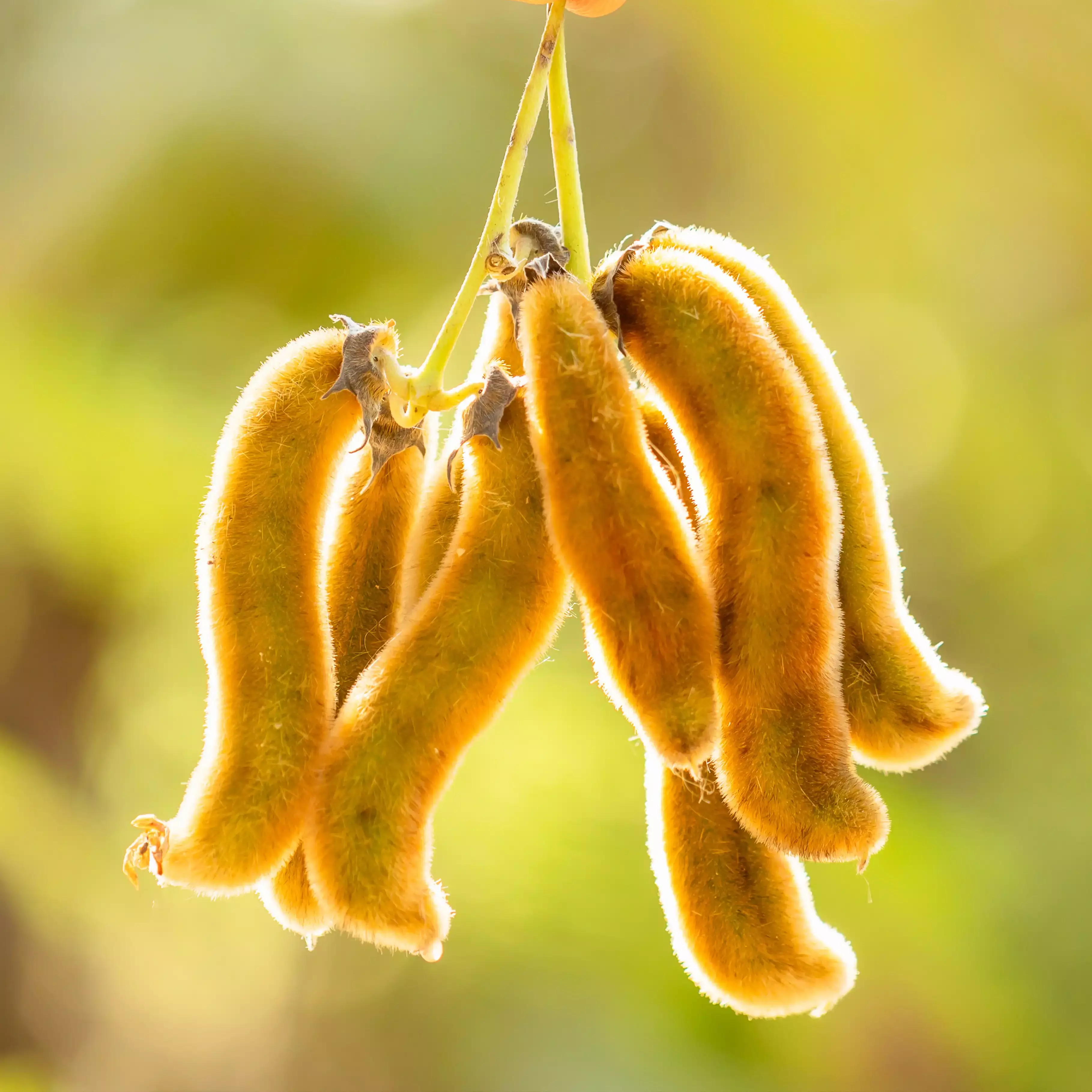 Velvet Bean: