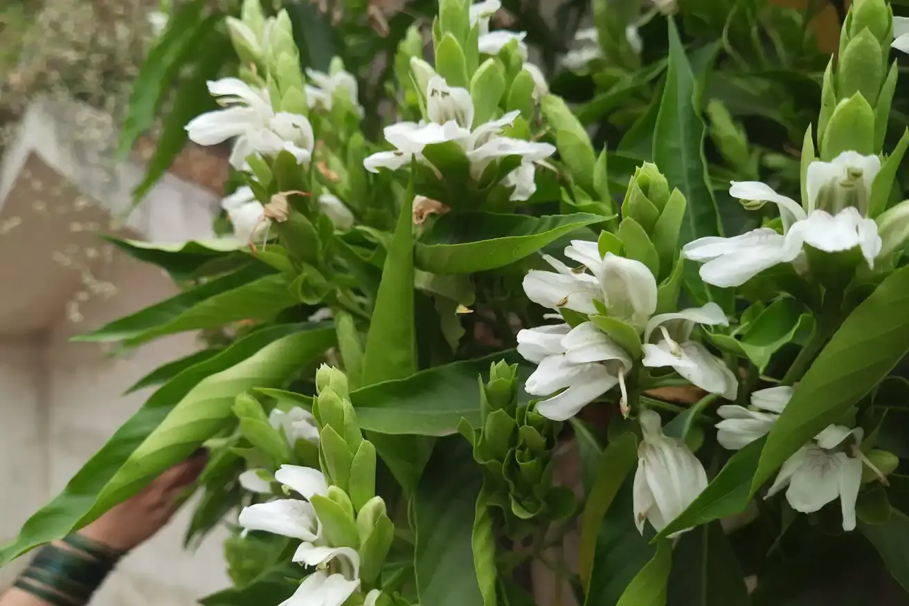 Justicia Adhatoda (Malabar Nut) Leaf Extract