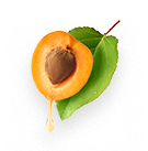 Apricot (Prunus Armeniaca) Fruit