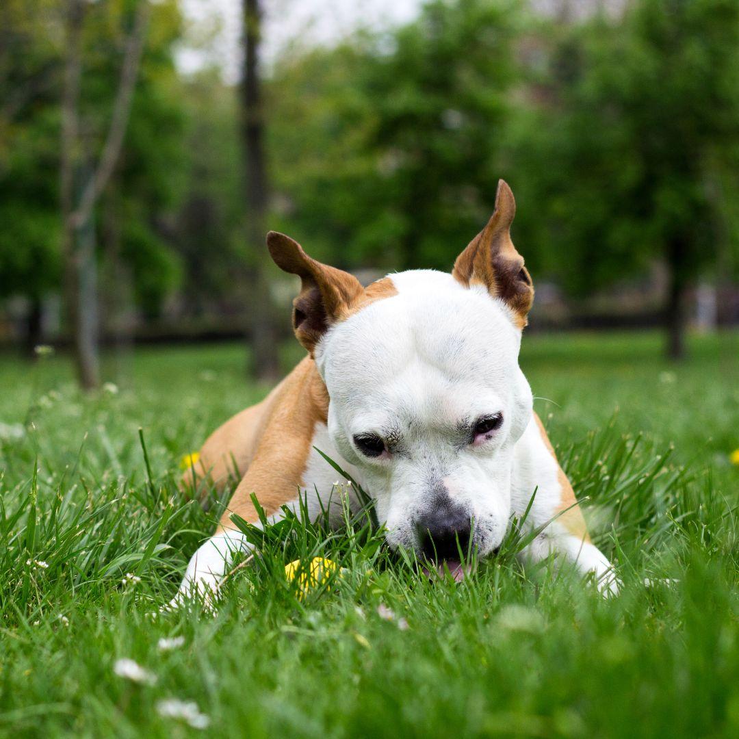 Dog licking grass