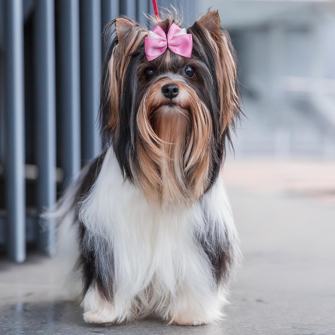 Biewer Yorkshire Terrier girl
