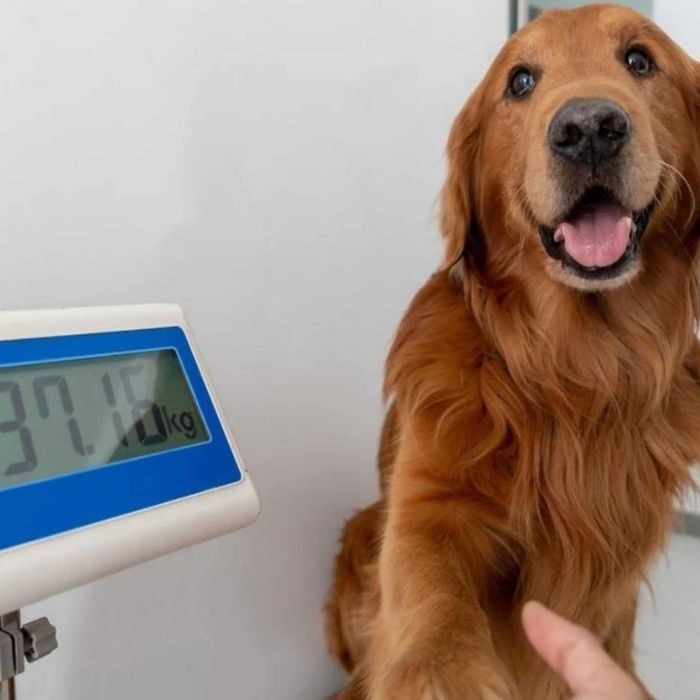 Dog sitting on scales