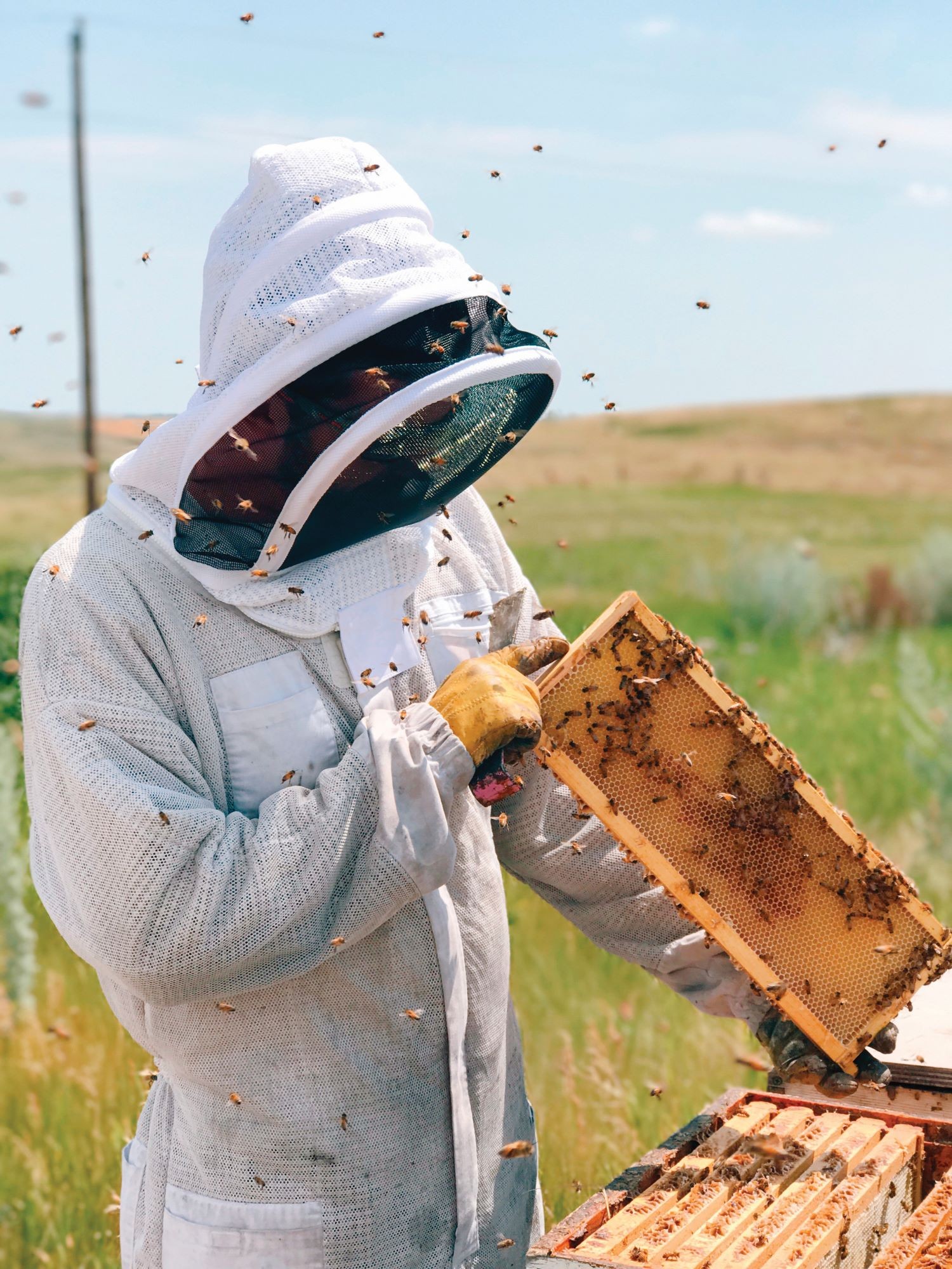 beekeeper checking colonies