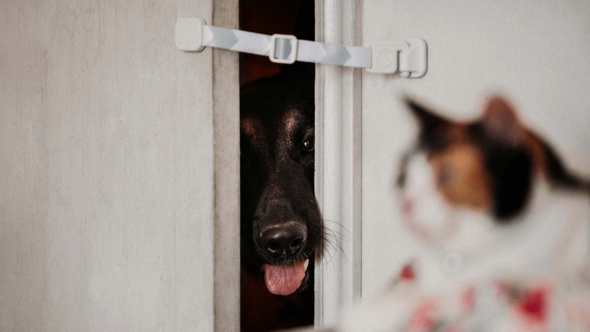 Door Buddy Blog - adjustable door strap