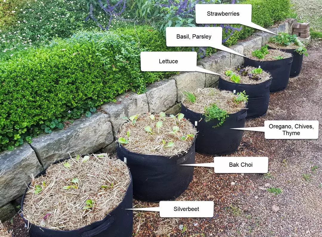 Row of black GeoFelt grow bags along a garden path, planted with strawberries, lettuce, herbs and leafy greens, mulched with straw beside a stone retaining wall.
