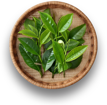 Tea Leaf Extract