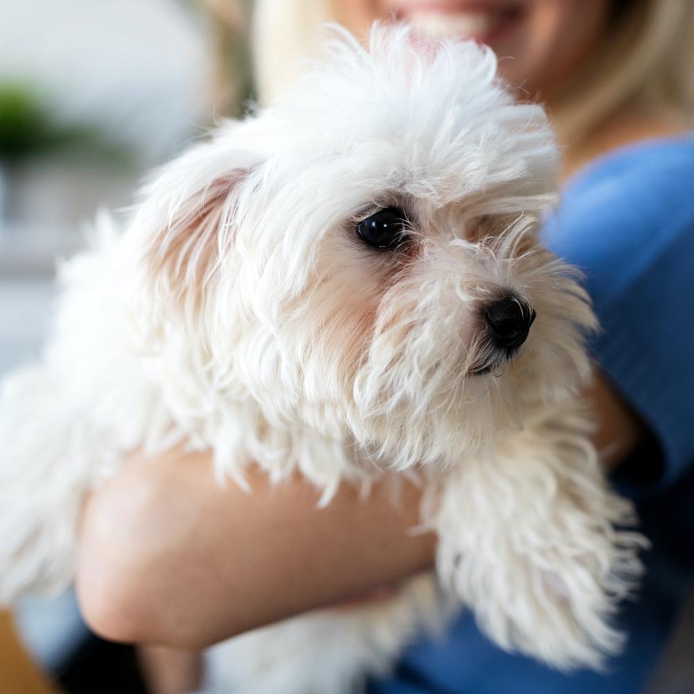 woman with her dog relaxing in living room.