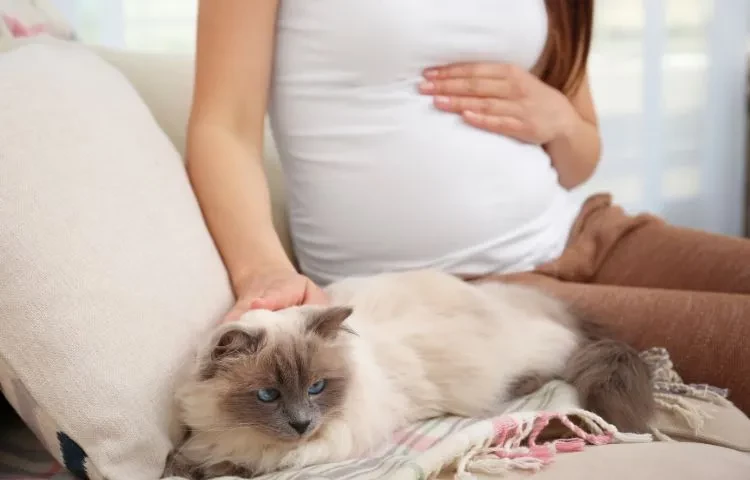 is it safe to keep a cat during pregnancy