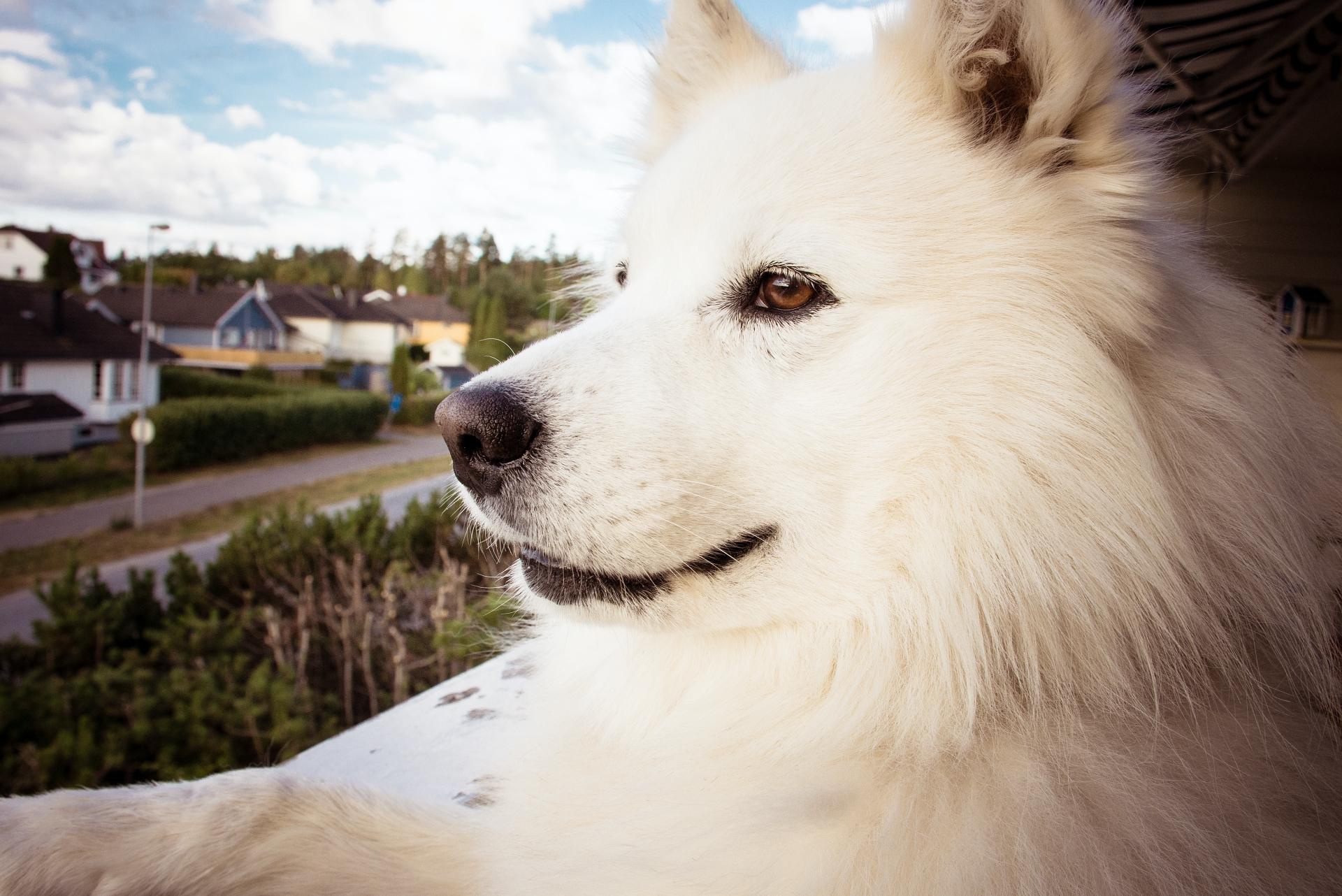 American Eskimo Dog