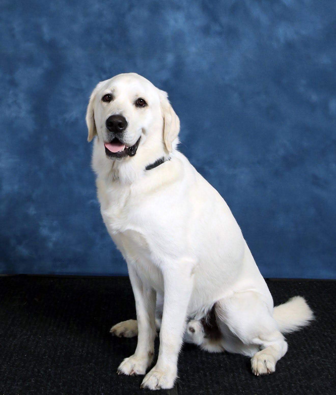 k9 doc holliday portrait on blue background