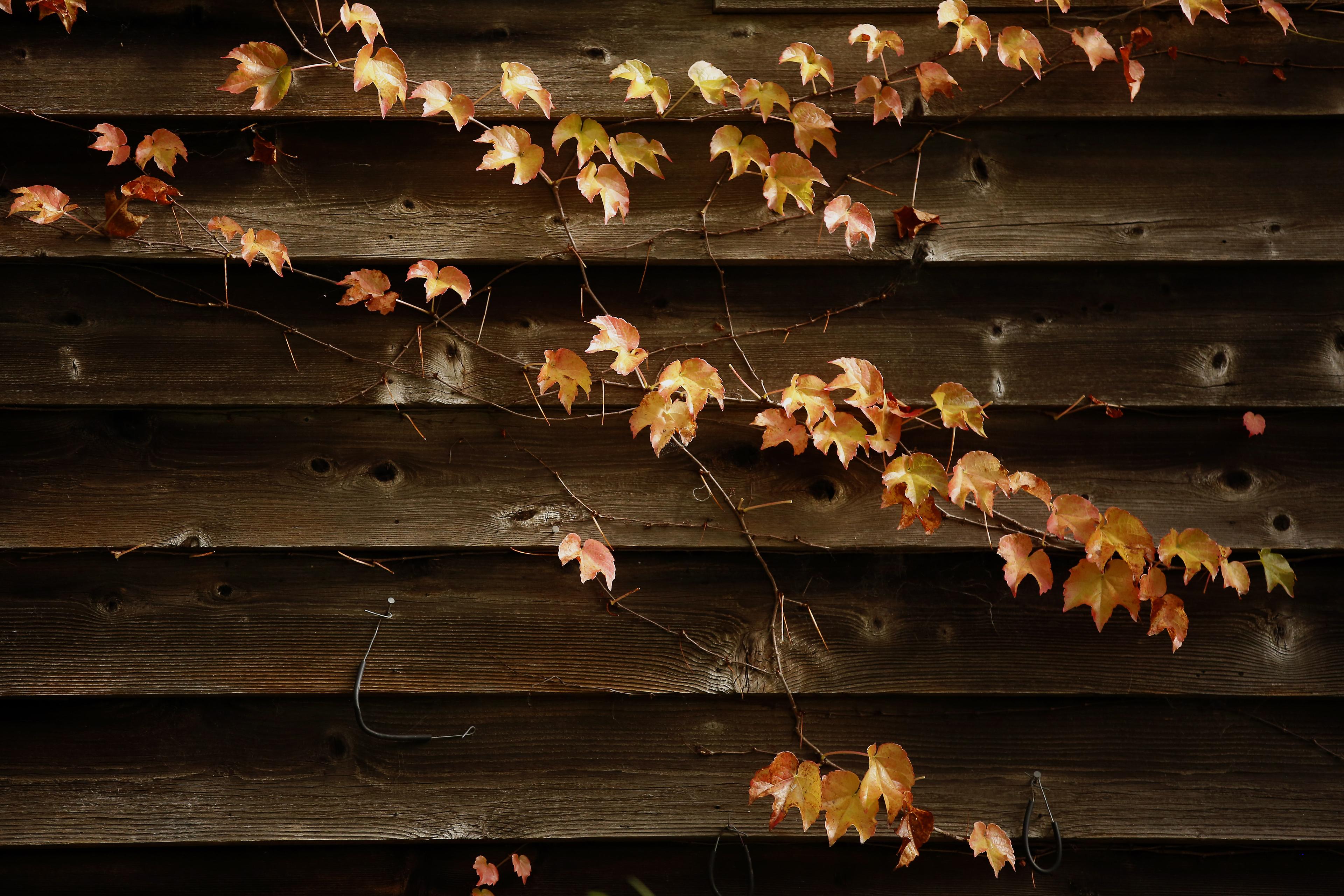 Autumn vine with orange and yellow leaves trailing across dark, weathered wooden boards.