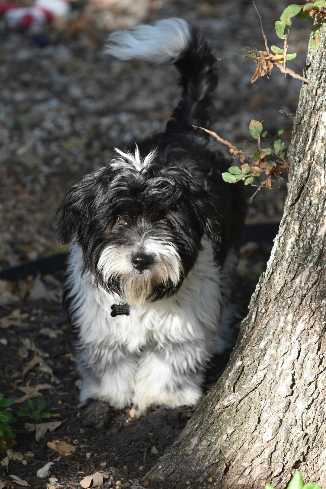 Havanese dog