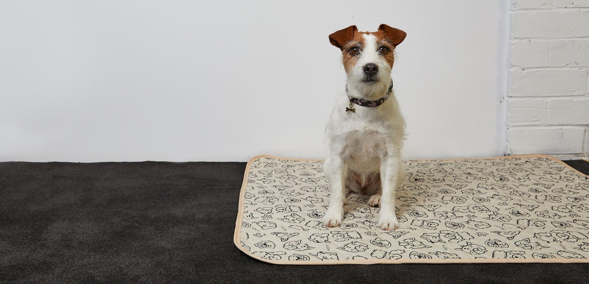 My Dog Pees Next to the Pee Pad Instead of On the Pad! What To Do