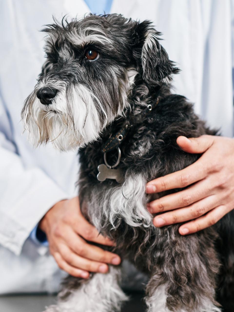 Well behaved domestic terrier dog at the veterinarian visit