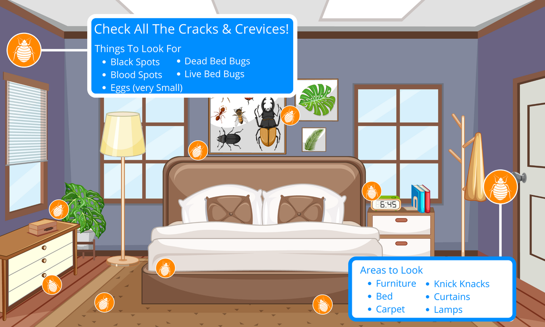 how to find bed bugs in home