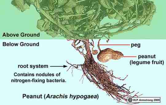 Peanut Diagram Arachis hypogaea Root System Peg Legume Fruit Above Ground Below Ground