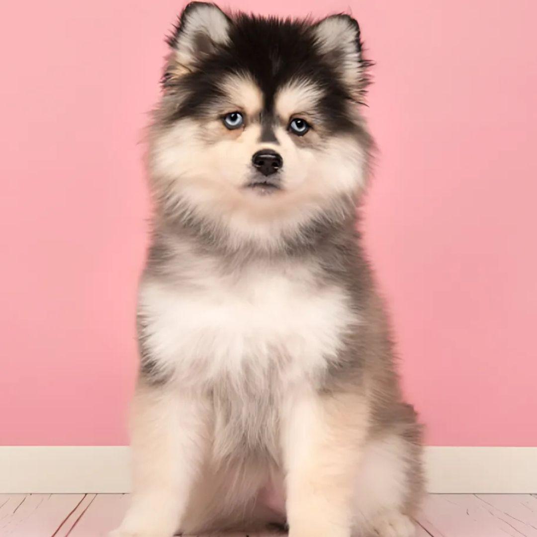 cute white pomsky dog