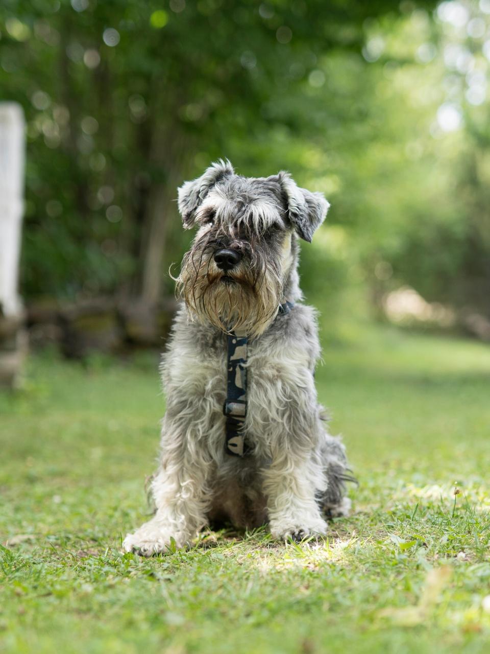 Miniature schnauzer sitting on a sunny lawn in a garden,