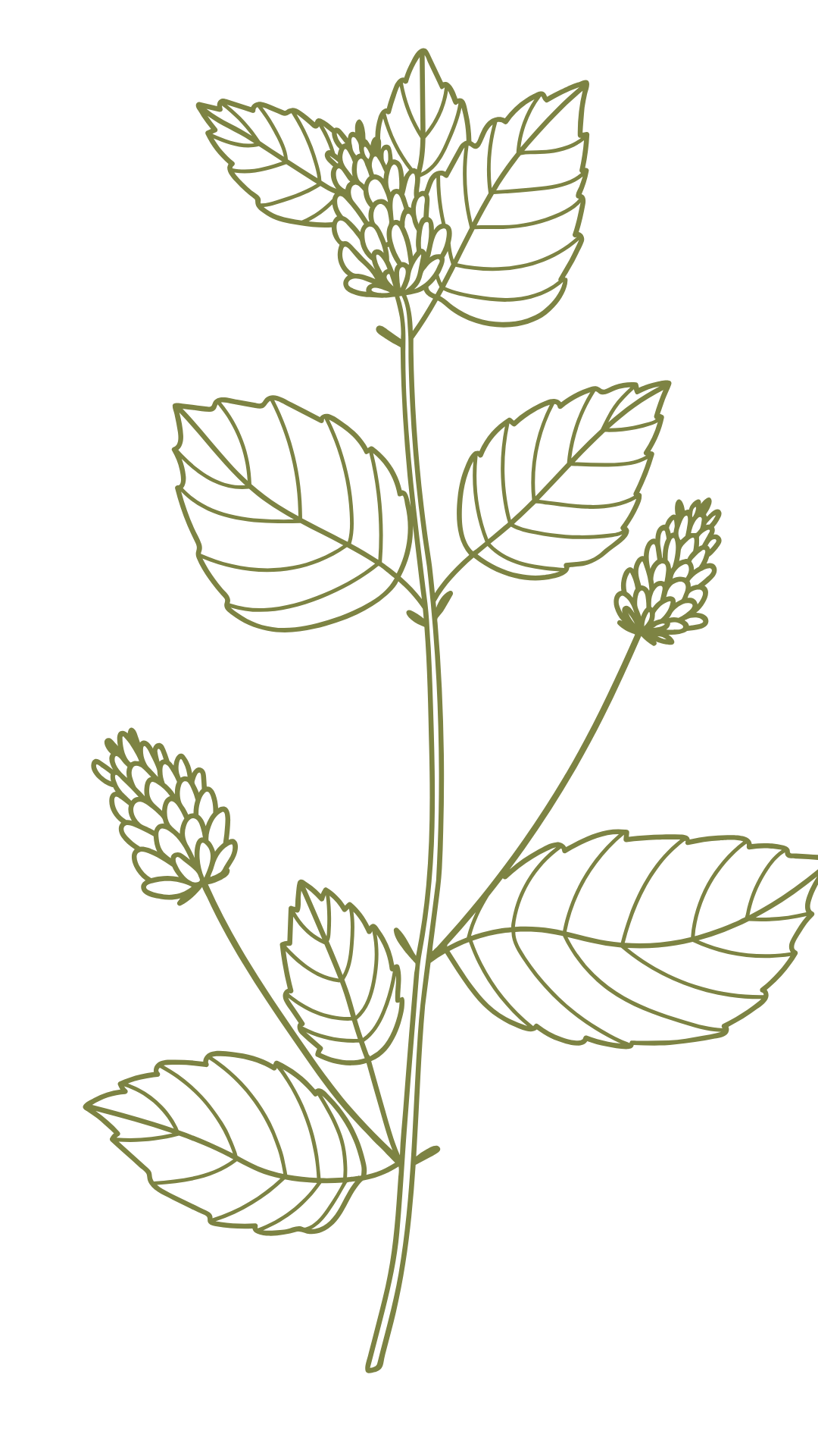 Psoralea C