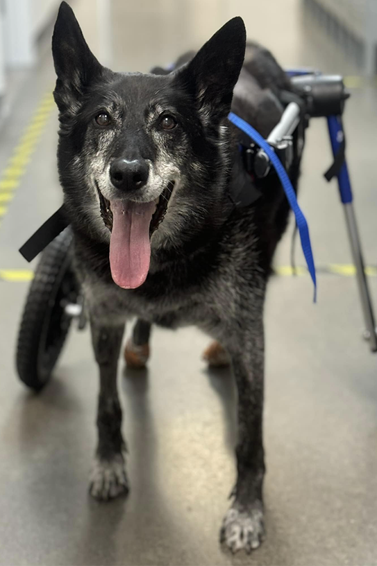 k9 yoube in her wheel cart