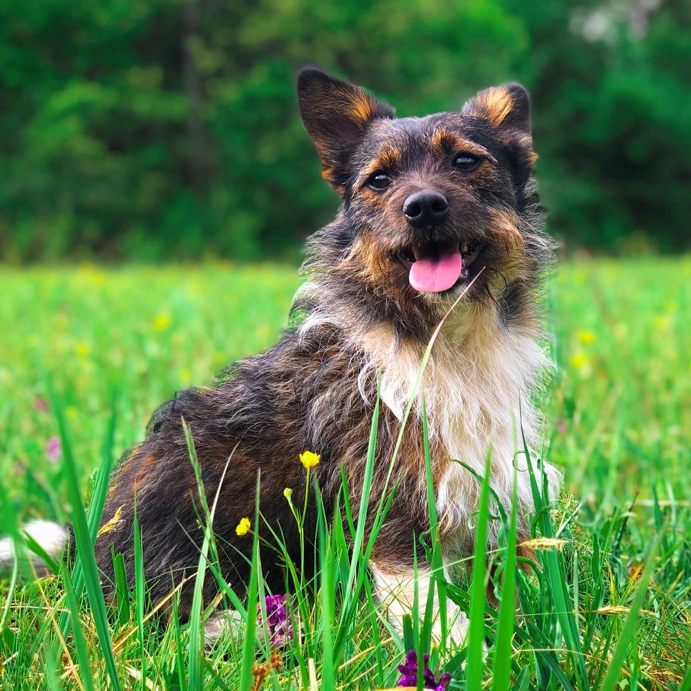 Portrait of cute brown dog in the park surrounded by green grass and colorful flowers in summer