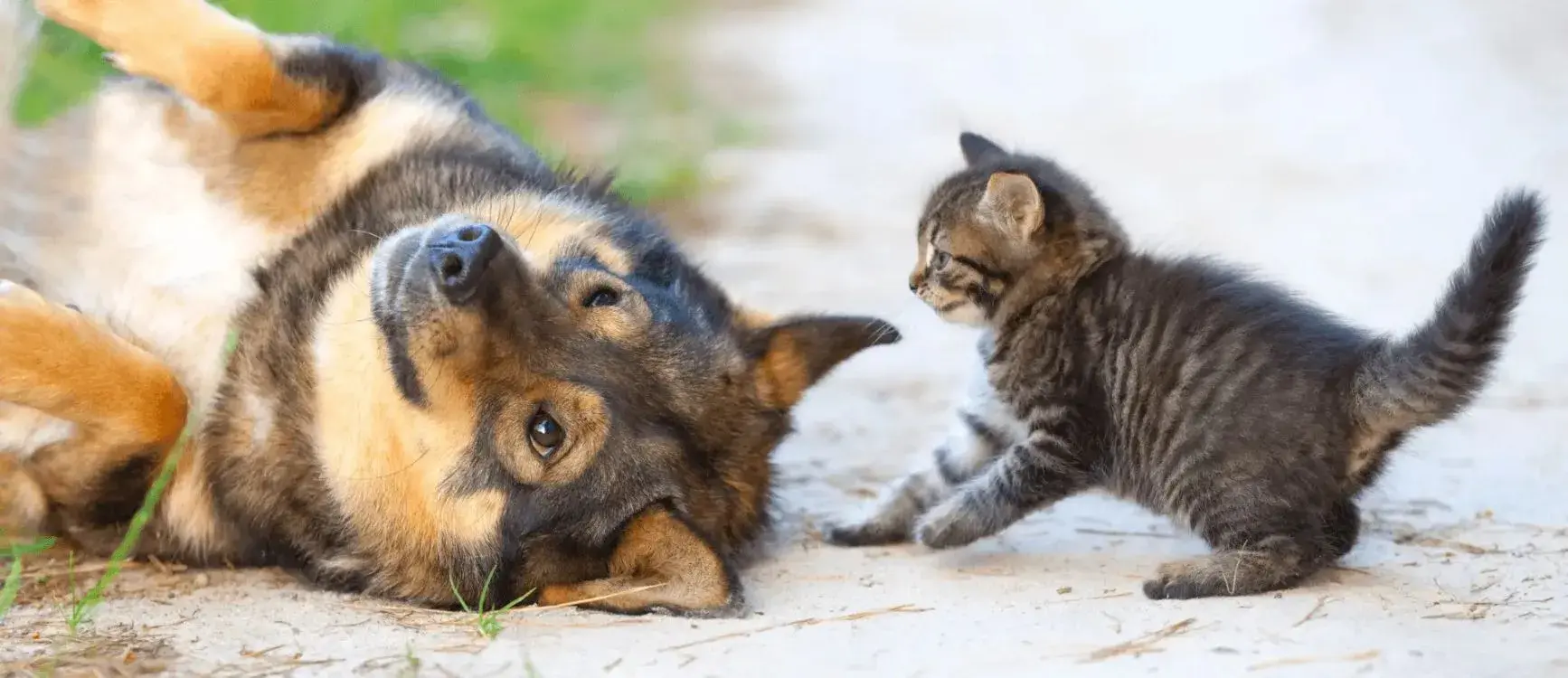 A playful dog and kitten interact joyfully on the ground, showcasing their friendship and playful nature.