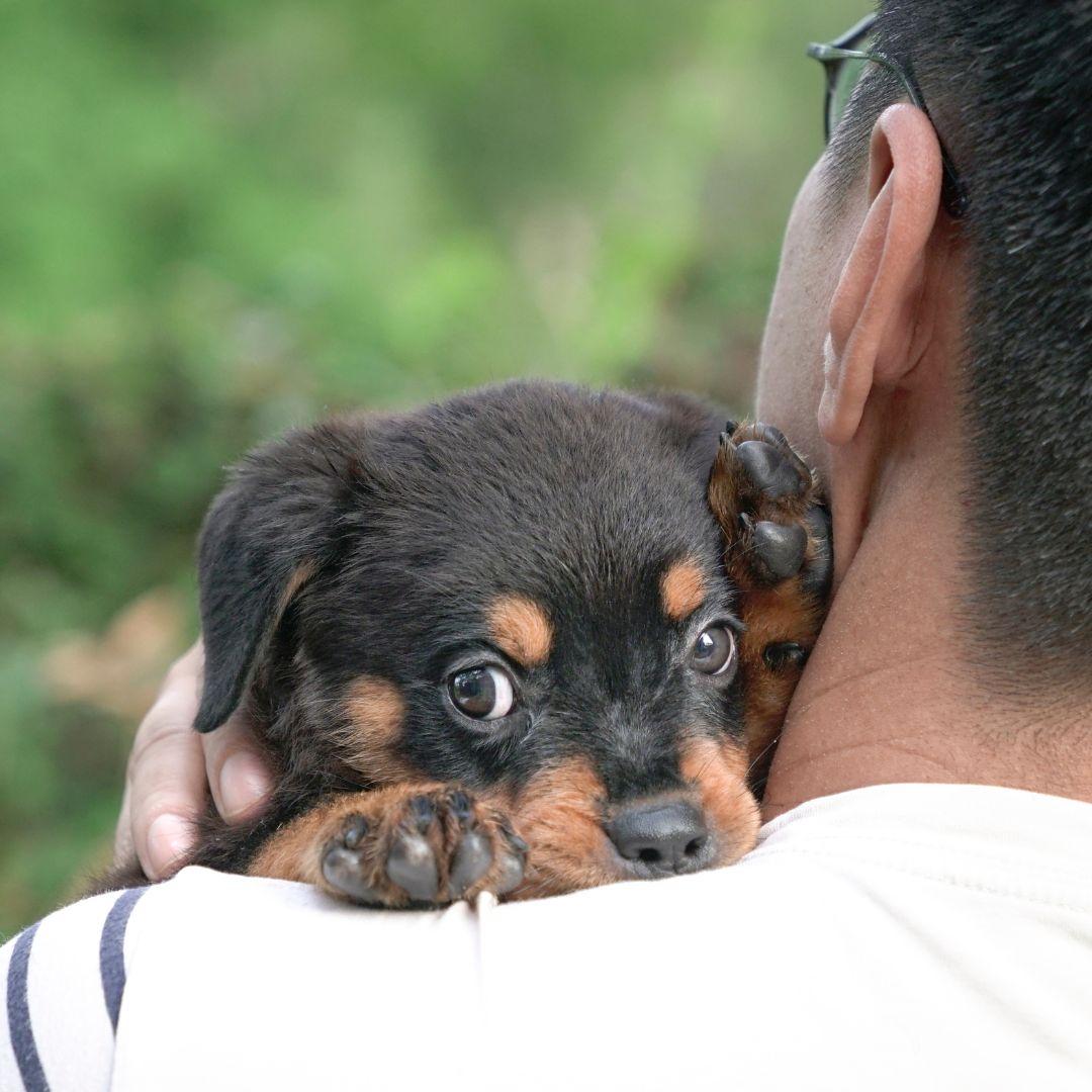 Should You Wake Your Puppy Up to Pee at Night? Potty Buddy Potty Buddy™