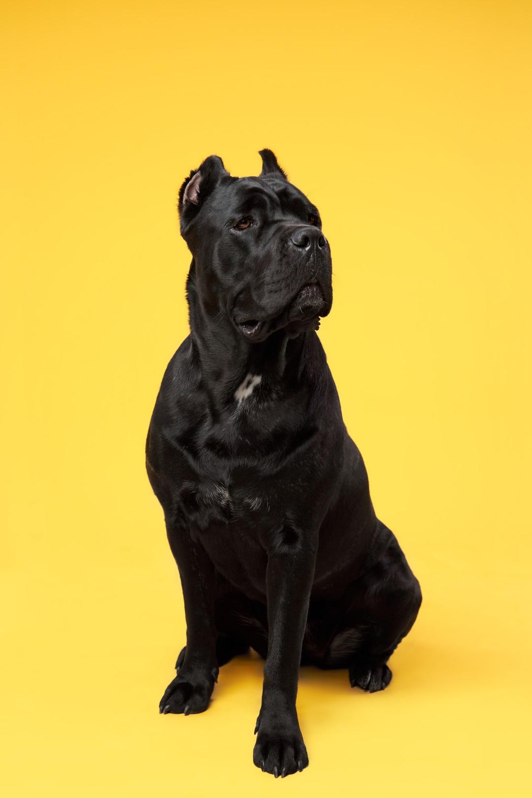 Cane Corso