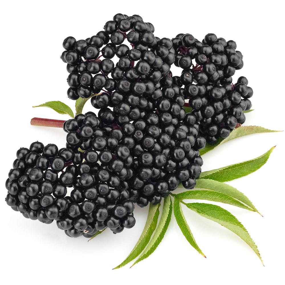 Large bunch of fresh , dark colored elderberries on the branch with some green leaves on a white background.