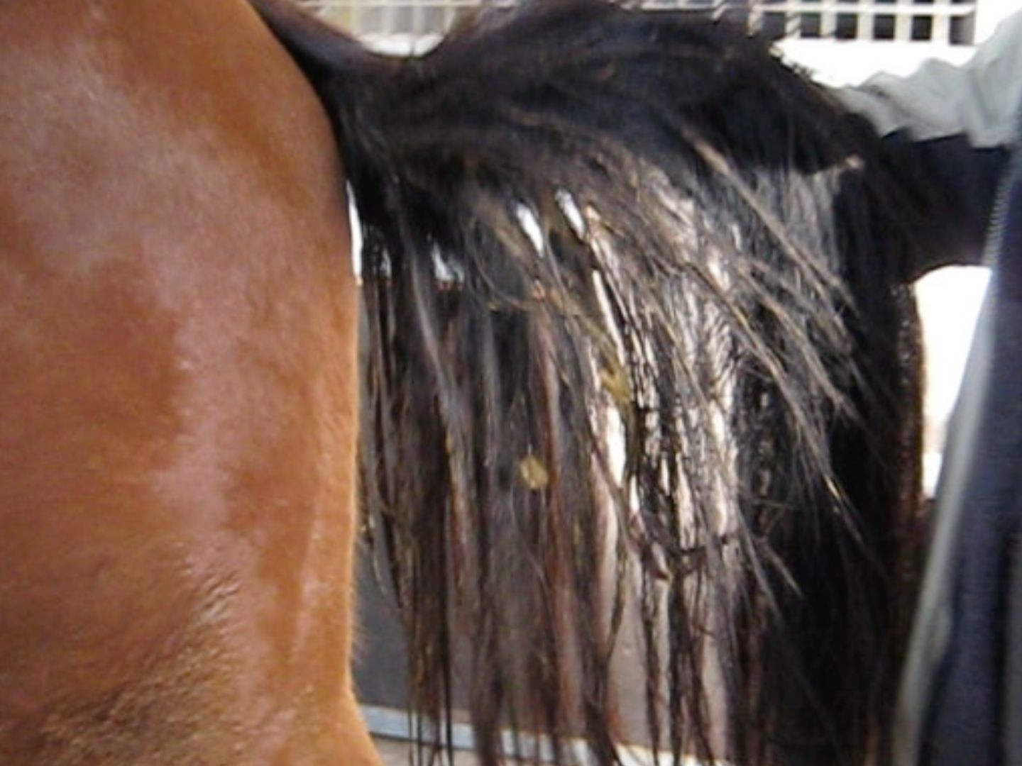 Selvita Equine Horse Tail