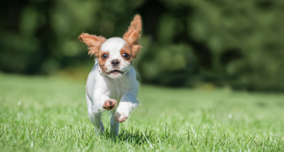 Spaniel running outdoors