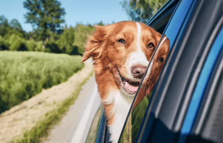 Dog-friendly travel