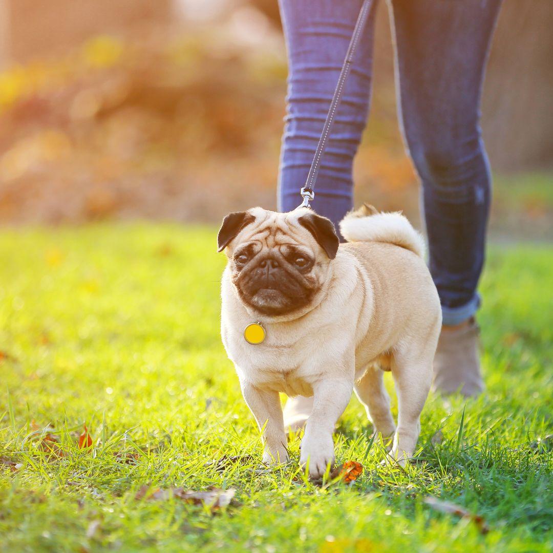 Pug on walk