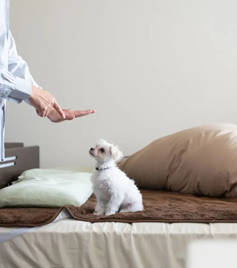 A dog peeks through a door with a white handle, secured by a Door Buddy door strap.