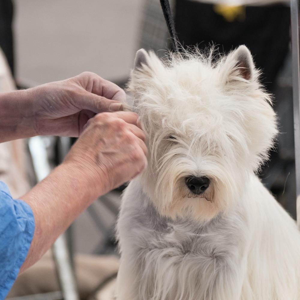 West Highland White Terrier Dog