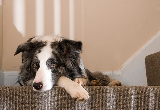dog standing at bottom of stairs