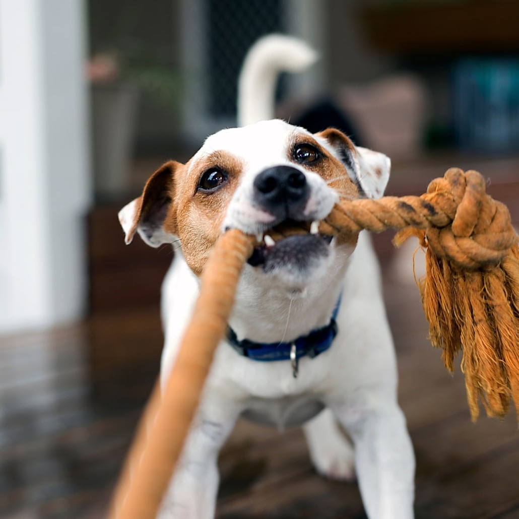 Dog pulling a rope