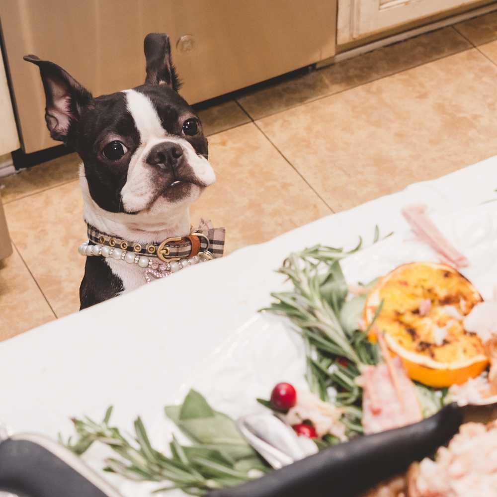 Dog peeking at the table