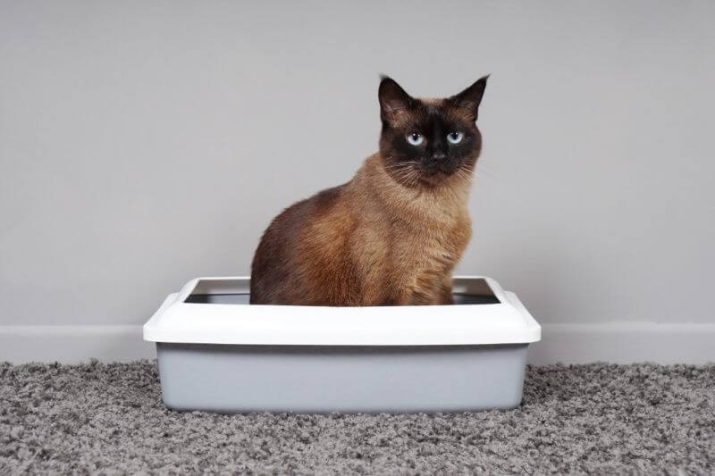 Keep Your Small Dog Out The Litter Box - Blog Image