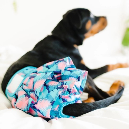 A black dog sitting on a blanket wearing reusable diapers
