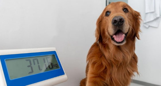 A Golden Retriever standing on a weighing scale, looking happy