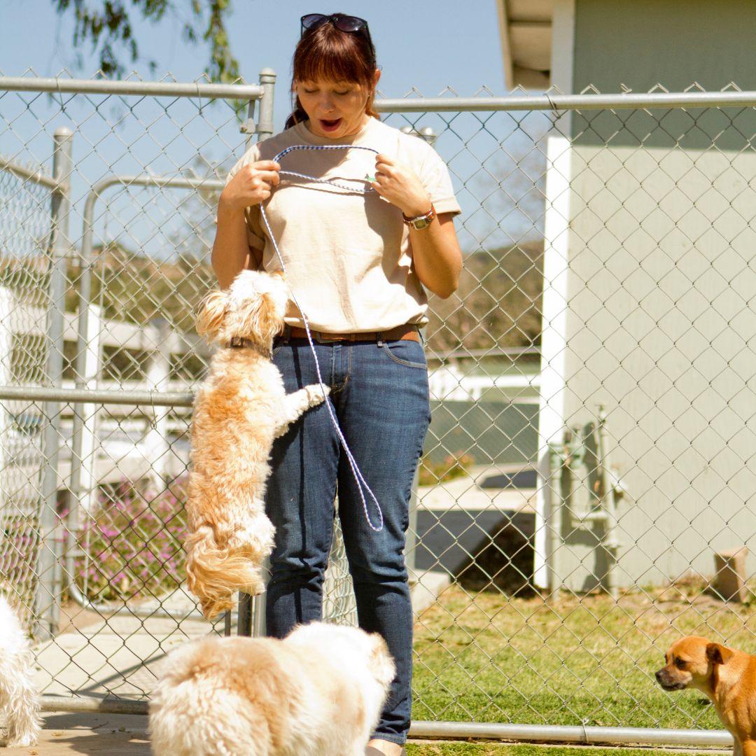 Dog jumping up at woman