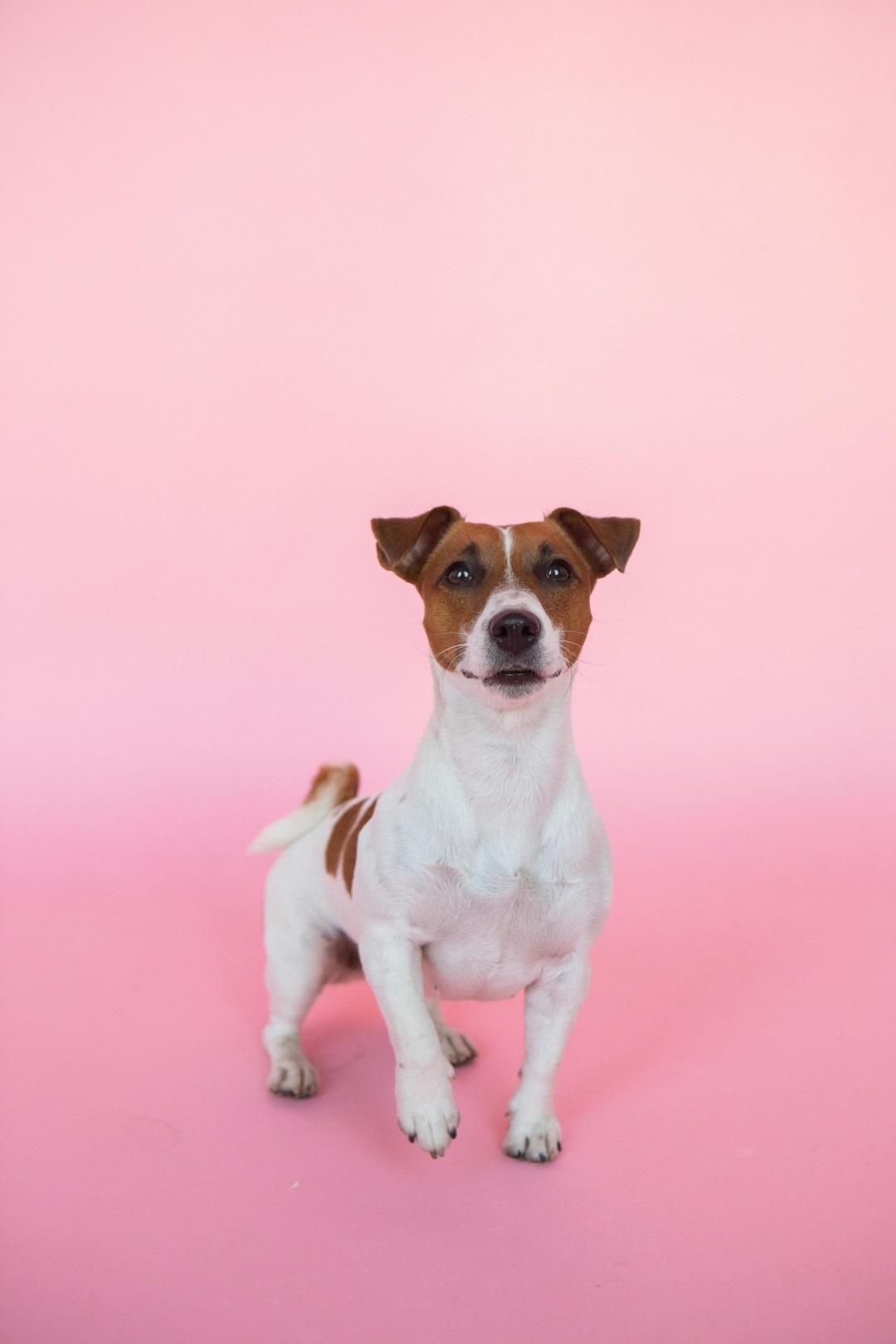 Jack Russell Terrier