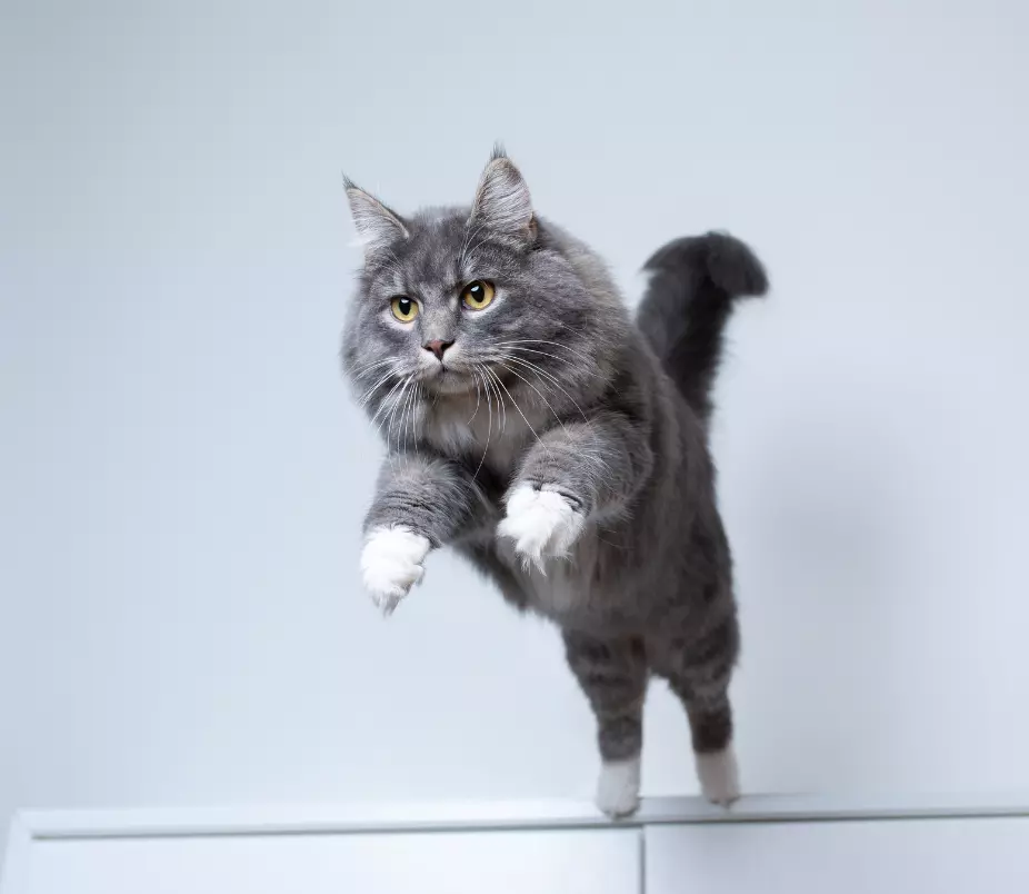 cat jumping