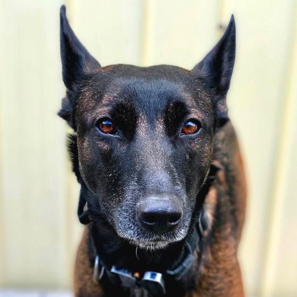 K-9 Skye