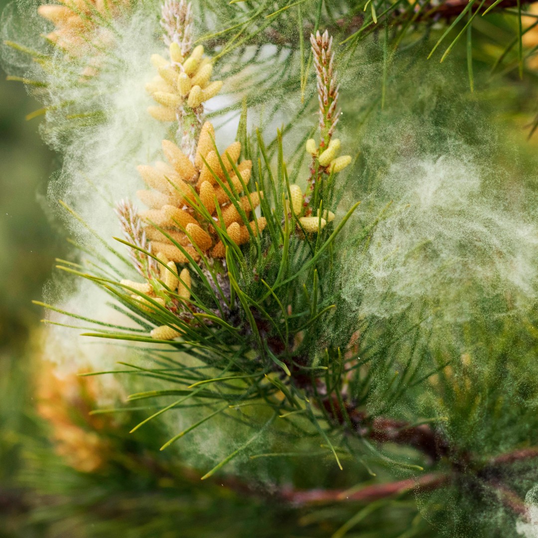 Wind-Pollinated Canadian Pine Pollen - Canadian Pine Pollen Company